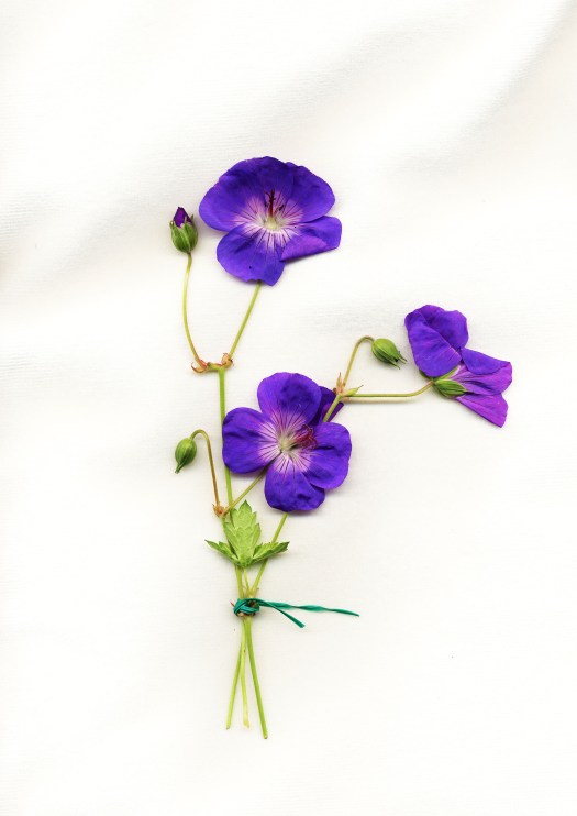 Geranium Johnson's Blue. Photograph by David Elliott