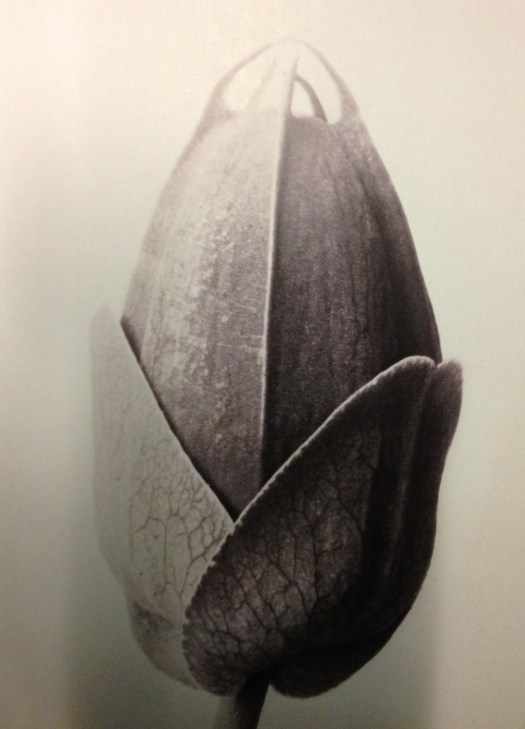 Photograph by Karl Blossfeldt 'Artforms in Nature'