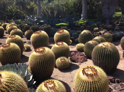 Huntingdon Desert Garden