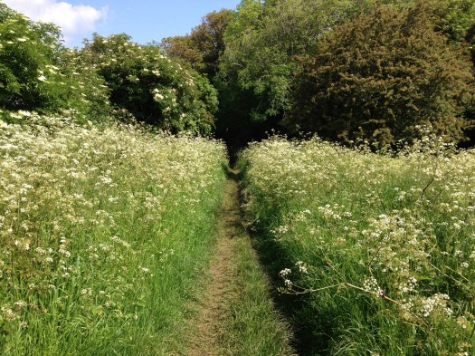 South downs East Sussex 