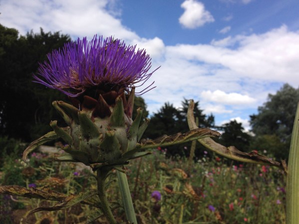 Cynara cardunculus-bitter to the taste.