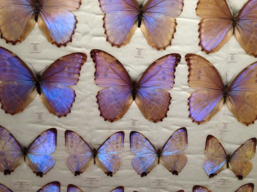 Booth Museum , Brighton